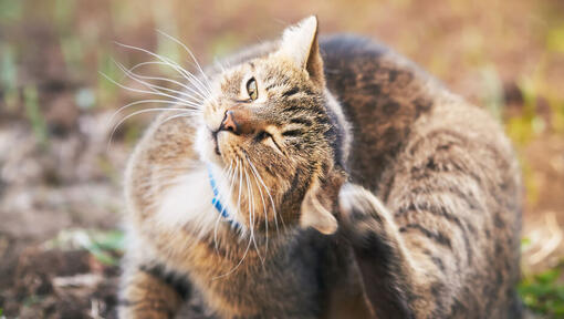 How to stop shop a cat from itching